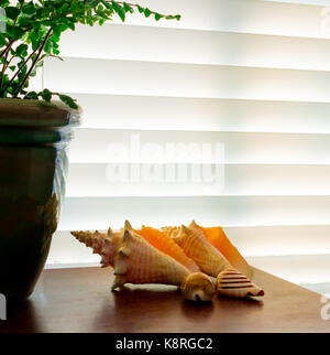 Visualizzazione decorativa di conch gusci da cozumel messico Foto Stock