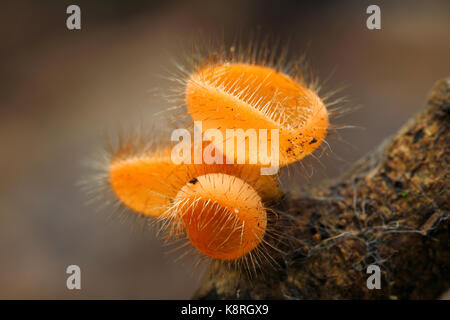 Cookeina tricholoma : una piccola tazza pelose funghi trovati nella foresta pluviale del sud-est asiatico Foto Stock