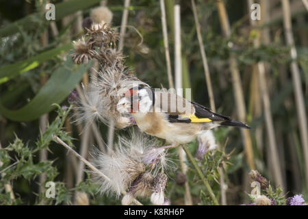 Cardellino alimentazione su thistle capi Foto Stock