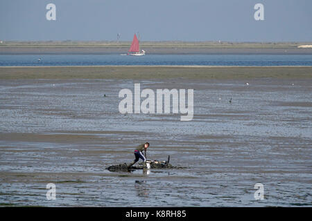 Scavo di lugworm o Sandworm Arenicola (marina) a sud swale, kent. guardando verso l'Isle of Sheppey. Foto Stock