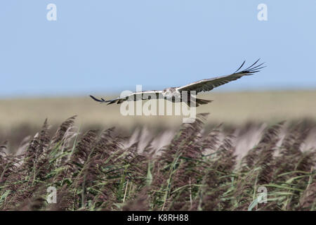 Marsh Harrier volanti maschio su canne di palude di deepdale norfolk. Foto Stock