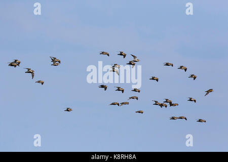 Golden plovers battenti tarda estate, norfolk Foto Stock