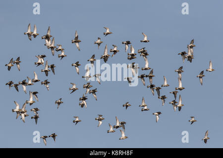 Golden plovers battenti tarda estate, norfolk Foto Stock