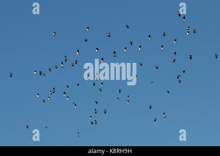 Autunno del gregge di lapwings. Norfolk Foto Stock