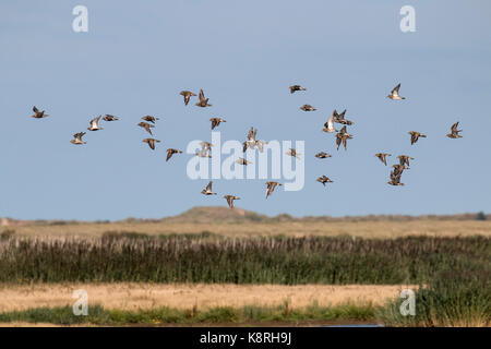 Golden plovers battenti tarda estate,deepdale marsh norfolk Foto Stock