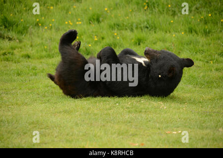 Orso Bruno Foto Stock