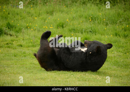 Orso Bruno Foto Stock