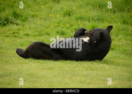 Orso Bruno Foto Stock