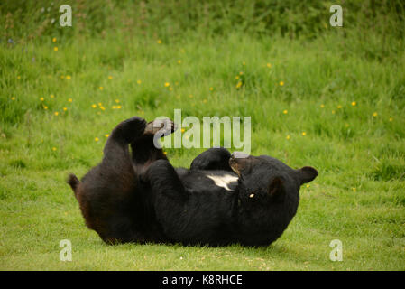 Orso Bruno Foto Stock