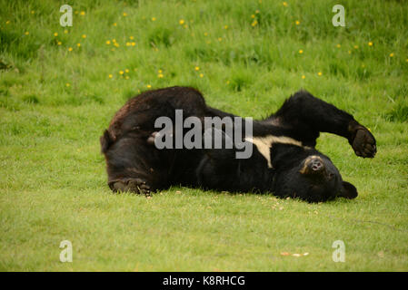 Orso Bruno Foto Stock