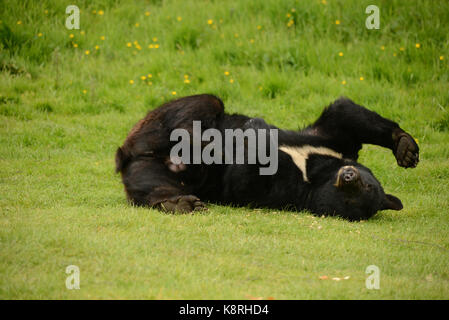 Orso Bruno Foto Stock