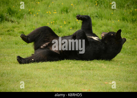 Orso Bruno Foto Stock