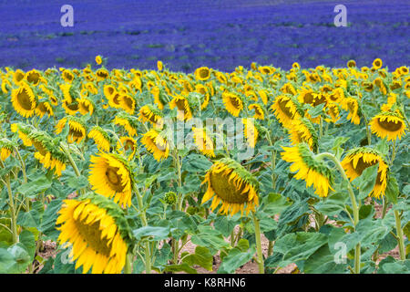 Campo di semi di girasole in valensole, Provenza, Francia Foto Stock