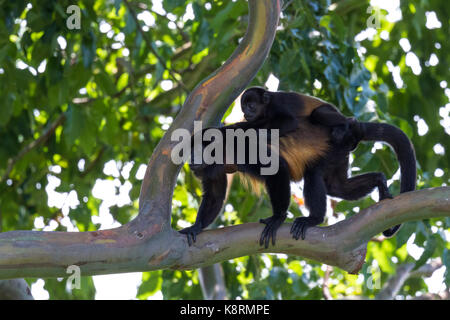 Madre howler camminando su un ramo di albero con il suo bambino appeso sul Foto Stock