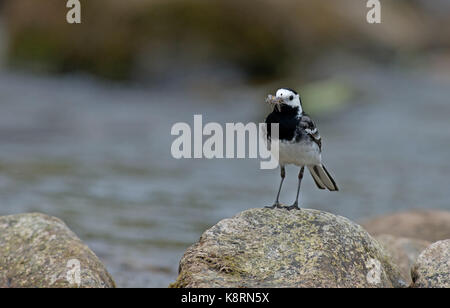 Femmina pied wagtail-motacilla alba raccoglie cibo da portare ai giovani. Regno Unito Foto Stock