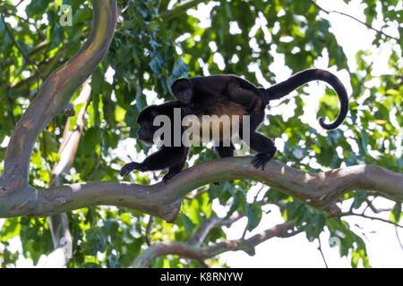 Madre howler camminando su un ramo di albero con il suo bambino appeso sul Foto Stock