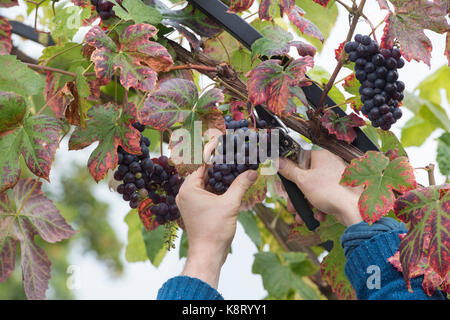 Vitis 'Boskoop gloria". Uva 'Boskoop gloria". Il taglio di uve nere con secateurs dal vitigno coltivato su un giardino arch nel mese di settembre Foto Stock