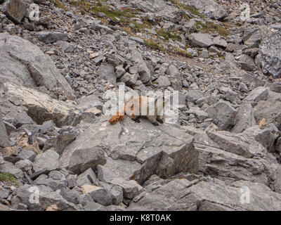 Annoso marmotta nelle montagne canadesi Foto Stock