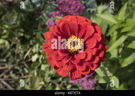 Zinnia: un impianto statunitense della famiglia a margherita che è largamente coltivata per la sua brillante vistose fioriture. Foto Stock