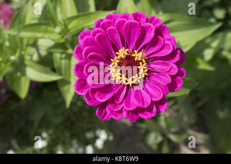 Zinnia: un impianto statunitense della famiglia a margherita che è largamente coltivata per la sua brillante vistose fioriture. Foto Stock