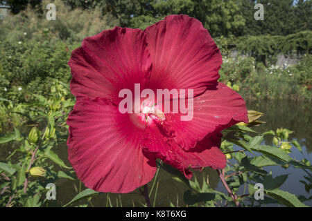 Hibiscus noto anche come palude malva al Brooklyn Botanic Garden a Brooklyn, New York. Foto Stock