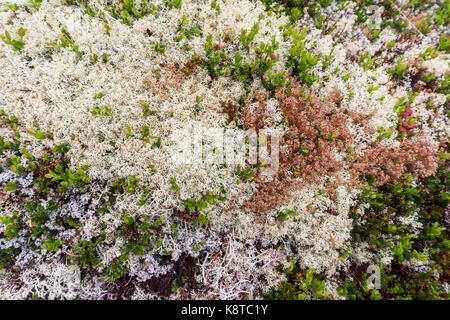 Muschio multicolore nelle montagne della Norvegia occidentale Foto Stock