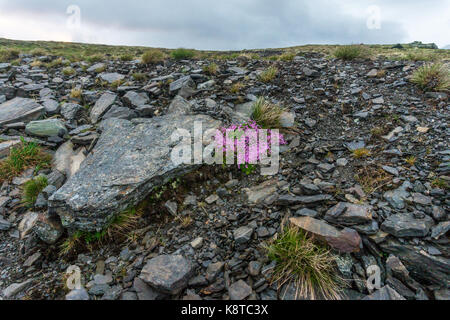 Pietre multicolore e moss nelle montagne della Norvegia occidentale Foto Stock