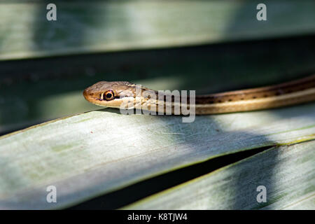 Close-up di nastro orientale snake - verde cay zone umide, Boynton Beach, Florida USA Foto Stock