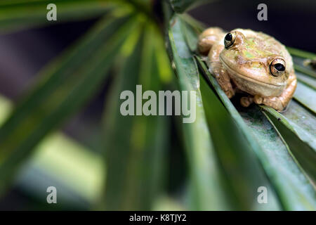Treefrog cubano - verde cay zone umide, Boynton Beach, Florida USA Foto Stock