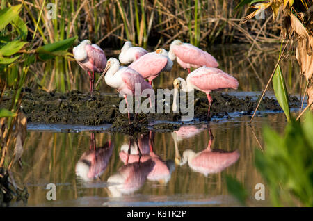 Gregge di coloratissimi roseate spatole (Platalea ajaja) al green cay zone umide, Boynton Beach, Florida USA Foto Stock