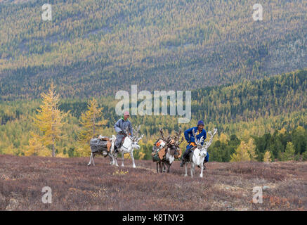 Tsaatan famiglia portando la legna da ardere da una foresta sul renne Foto Stock