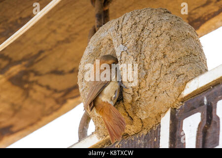 Pantanal brasiliano - rufous hornero Foto Stock