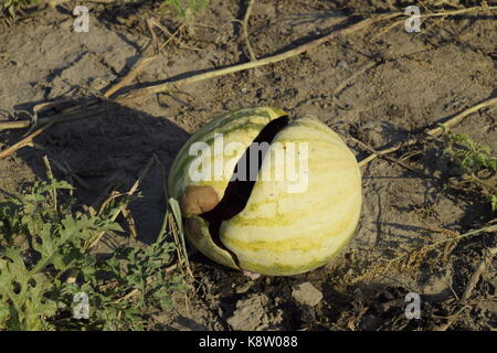 Un trito di vecchio cocomero marcio. un campo abbandonato di angurie e di meloni. marcio cocomeri. rimane del raccolto di meloni. marciume verdure Foto Stock