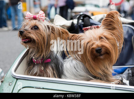 Due Yorkshire terrier sono seduti nella vecchia pram al Golden Oldies festival 2017, wettenberg, germania. Il Golden Oldies festival è una rassegna annuale festival nostalgico (est. nel 1989) con focus su degli anni cinquanta a1970s, con oltre 1000 espone automobili classiche e old-timer, oltre 50 bande dal vivo e nostalgico il mercato. Credito: Christian lademann Foto Stock