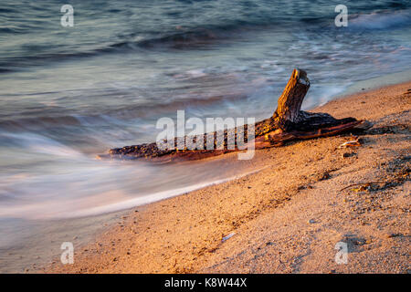 Un pezzo di driftwood giacente nell'oceano Foto Stock