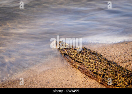 Un pezzo di driftwood giacente nell'oceano Foto Stock