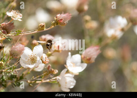 Bee e fioritura cliffrose, la grande scala - escalante monumento nazionale, utah.f Foto Stock