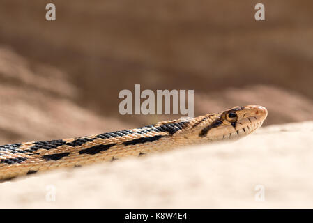 Grande bacino gopher snake (pituophis catenifer deserticola), la grande scala - escalante monumento nazionale, Utah. Foto Stock