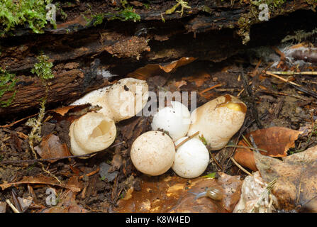 Cane stinkhorn fungo - mutinus caninus stadio di uovo con due uova esaurito, tre nuovi, e di una apertura Foto Stock