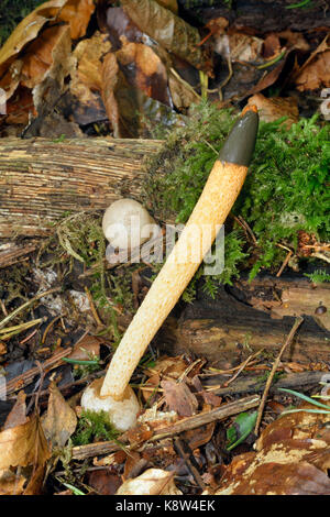 Cane stinkhorn - mutinus caninus fungo maturo e stadio di uovo Foto Stock