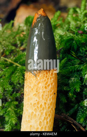 Cane stinkhorn - mutinus caninus closeup del tappo Foto Stock