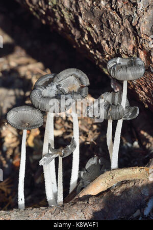 Lepre'spiedi inchiostro tappo a fungo - coprinopsis lagopus sul pavimento del bosco Foto Stock