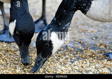 un paio di oche canadesi che mangiano con teste vicine l'una all'altra su una superficie bagnata. Foto Stock