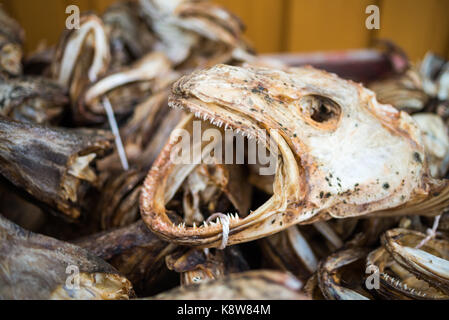 Close-up della testa del pesce secco, isole Lofoten in Norvegia, Scandinavia, Europa. Foto Stock