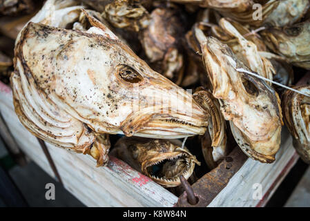 Close-up della testa del pesce secco, isole Lofoten in Norvegia, Scandinavia, Europa. Foto Stock