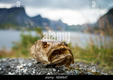 Close-up della testa del pesce secco, isole Lofoten in Norvegia, Scandinavia, Europa. Foto Stock