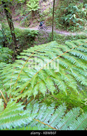 Mountain bike sulla vecchia strada fantasma Foto Stock