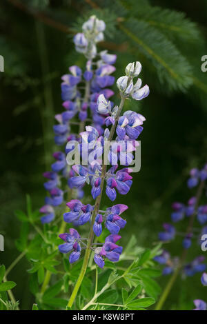 Il super tall gambi di un delphinium sono la produzione di rosso, bianco e blu fiori come si comincia a fiorire. Foto Stock