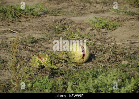 Dividere in due un vecchio marcio anguria. marcio cocomeri. rimane del raccolto di meloni. marciume verdure sul campo Foto Stock