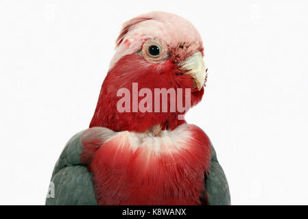 Rose breasted cockatoo Foto Stock